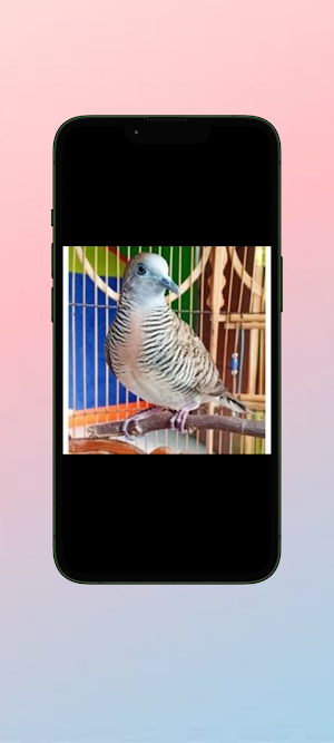 Perkutut WalL Screenshot 0