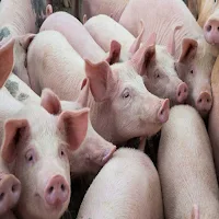 Swine Diet Formulation
