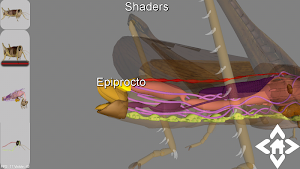 3D Grasshopper Explorer Screenshot 2