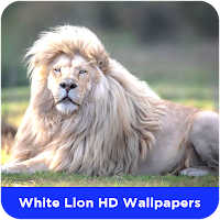 White Lion HD Wallpapers