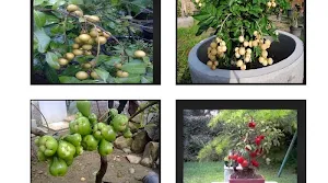 Fruit plants at Bonsai Screenshot 3