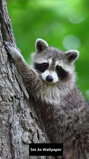 Raccoon wallpaper Screenshot 2