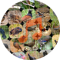 Bird Sounds and Calls ~ Sboard.pro