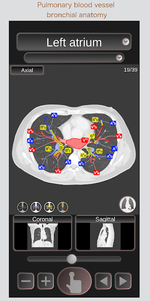 CT Passport Chest / sectional anatomy / MRI Screenshot 1