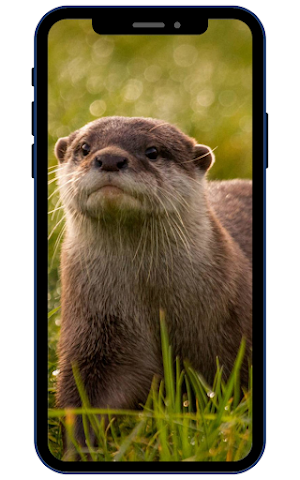 Otter Wallpapers Screenshot 3