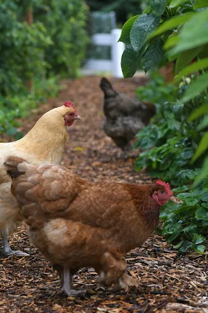 Chicken Wallpapers Screenshot 2