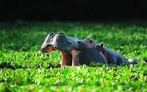 Hippo Wallpaper HD Screenshot 1