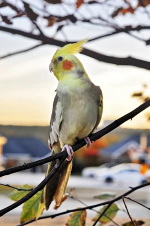 Cockatiel bird Wallpapers Screenshot 2
