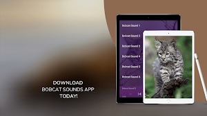 Bobcat Sounds Screenshot 1
