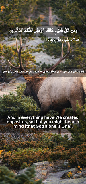 Quran Status Screenshot 2