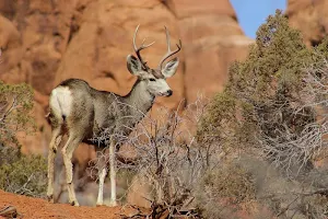 Deer wallpapers Screenshot 1