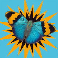 Butterfly Surprise