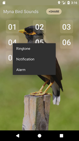 Myna Bird Sound Ringtones Screenshot 1