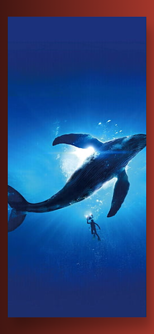 Cute Orca Whale Wallpaper HD Screenshot 2