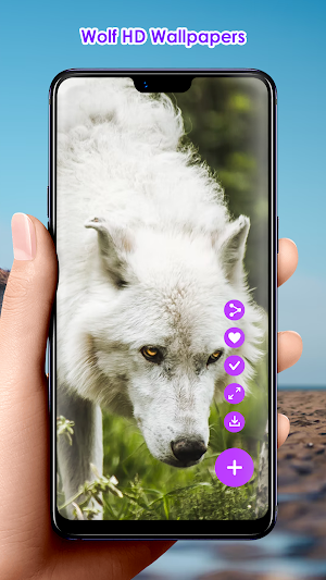 Wolf HD Wallpapers Screenshot 0