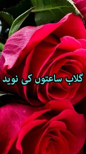 Gulab saaton ki naveed by Maryam Azeez - Offline Screenshot 0