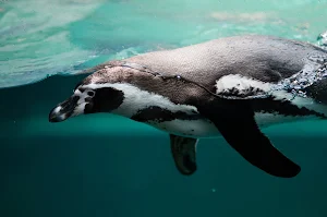 Sounds penguin screenshot 2
