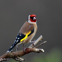 Bird sounds and ringtones