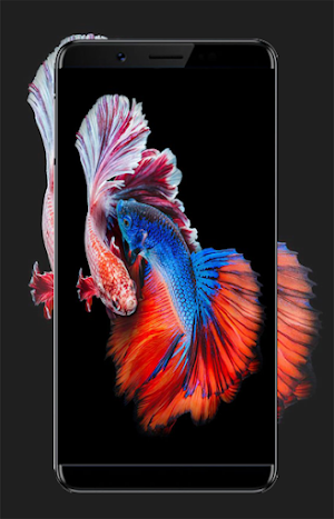 Betta Fish Wallpapers Screenshot 1