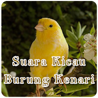 Suara Kicau Burung Kenari