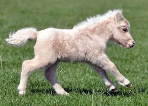 Ponies Screenshot 3