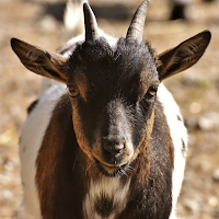 Goat Sounds