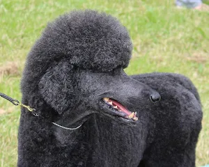 Poodle wallpapers Screenshot 1