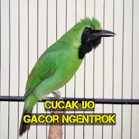 Cucak Ijo Gacor Ngentrok