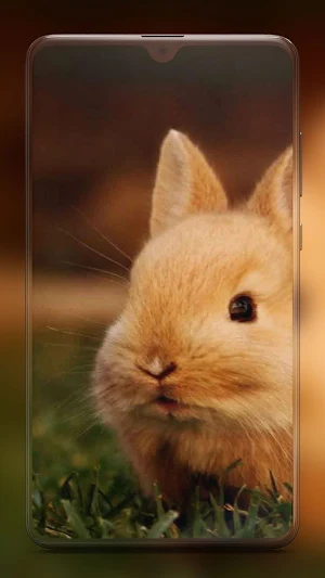 Rabbit Wallpaper HD Screenshot 0