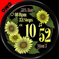 Sunflowers Blooming 025