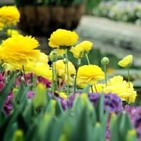 Spring Landscapes Wallpaper