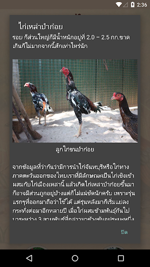 คู่มือไก่ชน Screenshot 3
