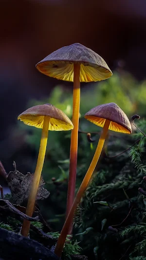 Mushroom Wallpapers Screenshot 1