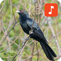 Asian koel bird Ringtones