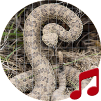 Rattlesnake Sounds ~ Sboard.pro