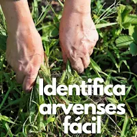Identifica Arvenses Fácil