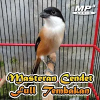 Masteran Cendet Full Tembakan
