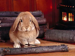 Rabbits Wallpapers Screenshot 2