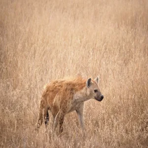 Hyena Sounds Screenshot 1