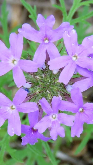 Verbena Wallpapers Screenshot 1