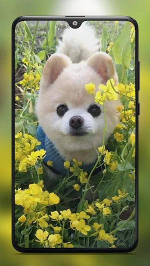 Cute Puppy Wallpaper HD Screenshot 0