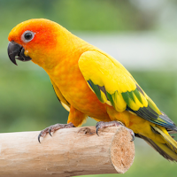 Sun conure bird sounds