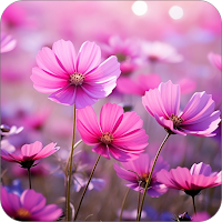 Beautiful Flower Wallpapers HD