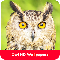 Owl HD Wallpapers