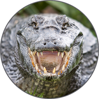 Alligator sounds