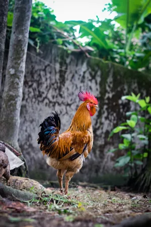 Chicken Wallpapers Screenshot 1