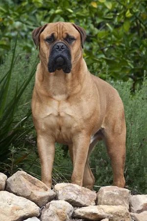 Mastiff Dogs Wallpapers Screenshot 3