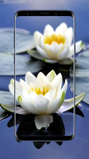 Water Lilies Flower Wallpapers Screenshot 1