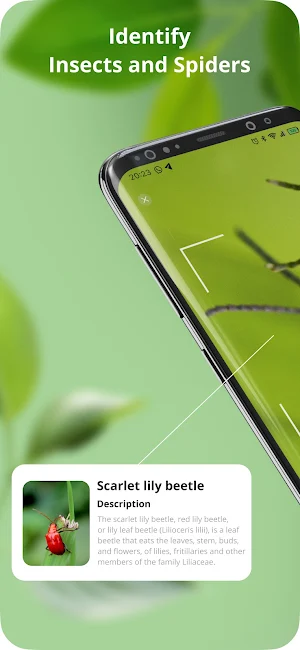 Identify This Bug Screenshot 0