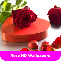 Rose HD Wallpapers